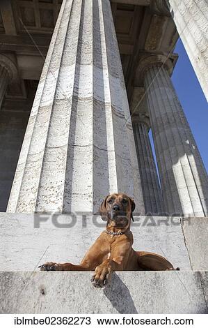 "Female Rhodesian Ridgeback dog lying on the stones of the Walhalla, Donaustauf, Bavaria, Germany, Europe" View Large Photo Image Stock Image - "Female Rhodesian Ridgeback dog lying on the stones of the Walhalla, Donaustauf, Bavaria, Germany, Europe". Fotosearch