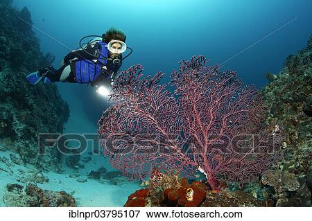 "Female scuba diver looking at a Gorgonian, Fan Coral, Soft Coral, UNESCO World Heritage Site, Great Barrier Reef, Australia, Pacific Ocean, Oceania" View Large Photo Image Stock Photo - "Female scuba diver looking at a Gorgonian, Fan Coral, Soft Coral, UNESCO World Heritage Site, Great Barrier Reef, Australia, Pacific Ocean, Oceania". Fotosearch