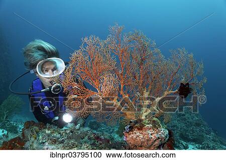 "Female scuba diver looking at Gorgonian or Fan Coral, Soft Coral (Melithaea sp. ), UNESCO World Heritage Site, Great Barrier Reef, Australia, Pacific Ocean, Oceania" View Large Photo Image Stock Image - "Female scuba diver looking at Gorgonian or Fan Coral, Soft Coral (Melithaea sp. ), UNESCO World Heritage Site, Great Barrier Reef, Australia, Pacific Ocean, Oceania". Fotosearch