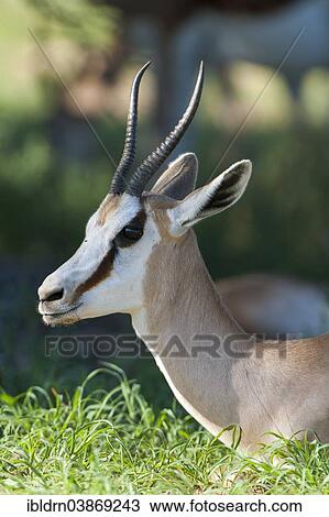 "Female Springbok (Antidorcas marsupialis), Kgalagadi Transfrontier Park, Northern Cape, South Africa, Africa" View Large Photo Image Stock Image - "Female Springbok (Antidorcas marsupialis), Kgalagadi Transfrontier Park, Northern Cape, South Africa, Africa". Fotosearch