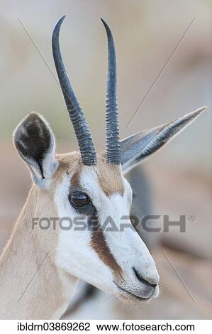 Stock Image - "Female Springbok (Antidorcas marsupialis), Kgalagadi Transfrontier Park, Northern Cape, South Africa, Africa". Fotosearch