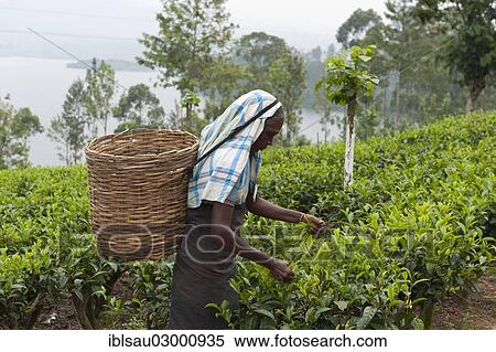 "Female tea picker picking leaves from a tea plant (Camellia sinensis), Dalhousie, am Maskeliya Reservoir, Zentrales Hochland, Sri Lanka, Asia" View Large Photo Image Stock Photography - "Female tea picker picking leaves from a tea plant (Camellia sinensis), Dalhousie, am Maskeliya Reservoir, Zentrales Hochland, Sri Lanka, Asia". Fotosearch