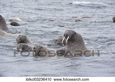 "Female Walruses (Odobenus rosmarus) with cubs, Storoya, Svalbard Archipelago, Svalbard and Jan Mayen, Norway, Europe" View Large Photo Image Stock Image - "Female Walruses (Odobenus rosmarus) with cubs, Storoya, Svalbard Archipelago, Svalbard and Jan Mayen, Norway, Europe". Fotosearch