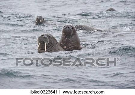 "Female Walruses (Odobenus rosmarus) with cubs, Storoya, Svalbard Archipelago, Svalbard and Jan Mayen, Norway, Europe" View Large Photo Image Stock Image - "Female Walruses (Odobenus rosmarus) with cubs, Storoya, Svalbard Archipelago, Svalbard and Jan Mayen, Norway, Europe". Fotosearch