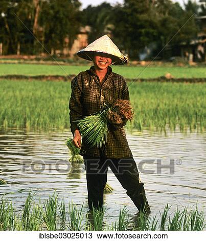 "Female worker in a paddy paddy, rice cultivation, Laos, Asia" View Large Photo Image Stock Image - "Female worker in a paddy paddy, rice cultivation, Laos, Asia". Fotosearch