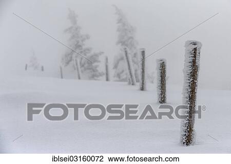 "Fence posts with snow-covered spruce trees (Picea), Balderschwang, Allgau, Bavaria, Germany, Europe" View Large Photo Image Stock Image - "Fence posts with snow-covered spruce trees (Picea), Balderschwang, Allgau, Bavaria, Germany, Europe". Fotosearch