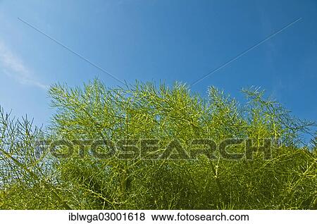 Stock Photo - Fennel plant (Foeniculum vulgare). Fotosearch