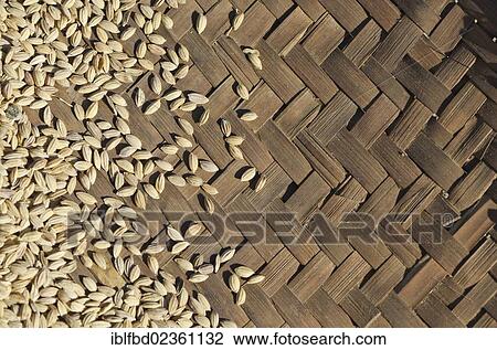 "Fennel seeds in basket, Bame Village, India, Asia" View Large Photo Image Stock Image - "Fennel seeds in basket, Bame Village, India, Asia". Fotosearch