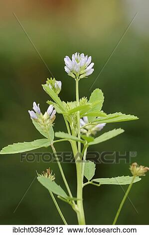 "Fenugreek (Trigonella foenum-graecum), flowering, North Rhine-Westphalia, Germany, Europe" View Large Photo Image Stock Image - "Fenugreek (Trigonella foenum-graecum), flowering, North Rhine-Westphalia, Germany, Europe". Fotosearch