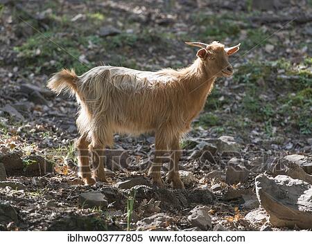 Stock Photography - "Feral brown goat, Nebrodi National Park, Sicily, Italy, Europe". Fotosearch