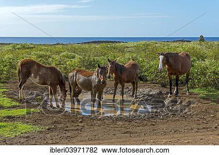 Stock Image - "Feral horses on the Pacific coast, Easter Island, Chile, South America". Fotosearch