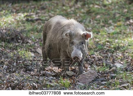 Stock Photo - "Feral pig, Nebrodi National Park, Sicily, Italy, Europe". Fotosearch