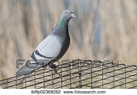 "Feral Pigeon (Columba livia), adult, perched on wire of protected birdfeeder, Lancashire, England, United Kingdom, Europe" View Large Photo Image Stock Image - "Feral Pigeon (Columba livia), adult, perched on wire of protected birdfeeder, Lancashire, England, United Kingdom, Europe". Fotosearch