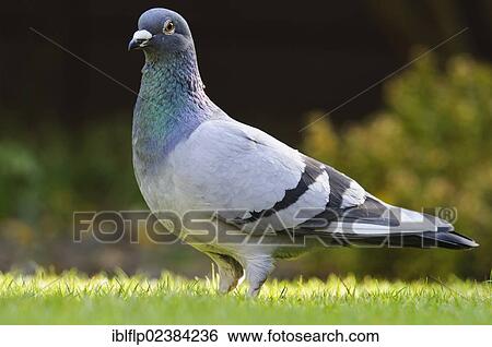 "Feral Pigeon (Columba livia), adult, standing on garden lawn, Belvedere, Bexley, Kent, England, United Kingdom, Europe" View Large Photo Image Stock Photograph - "Feral Pigeon (Columba livia), adult, standing on garden lawn, Belvedere, Bexley, Kent, England, United Kingdom, Europe". Fotosearch