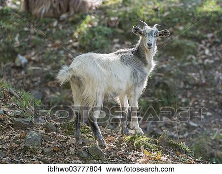 Picture - "Feral white goat, Nebrodi National Park, Sicily, Italy, Europe". Fotosearch