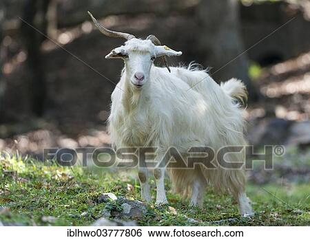 Stock Photograph - "Feral white goat, Nebrodi National Park, Sicily, Italy, Europe". Fotosearch