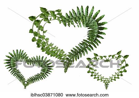 "Fern fronds formed in heart shapes, composing" View Large Photo Image Stock Image - "Fern fronds formed in heart shapes, composing". Fotosearch