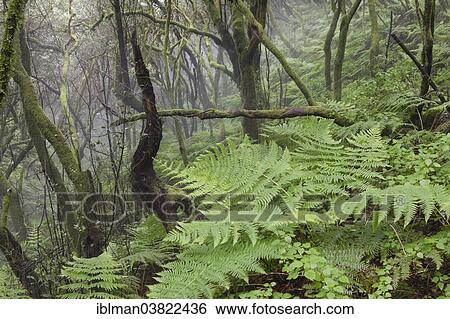 "Fern growing in a cloud forest, Cumbre Nueva, La Palma, Canary Islands, Spain, Europe" View Large Photo Image Stock Photograph - "Fern growing in a cloud forest, Cumbre Nueva, La Palma, Canary Islands, Spain, Europe". Fotosearch
