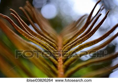 Picture - "Fern, Guandera, Northern Ecuador, Ecuador, South America". Fotosearch