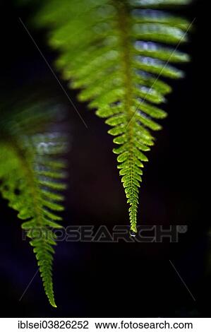 "Fern, Guandera, Northern Ecuador, Ecuador, South America" View Large Photo Image Stock Image - "Fern, Guandera, Northern Ecuador, Ecuador, South America". Fotosearch