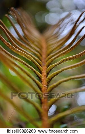 Stock Image - "Fern, Guandera, Northern Ecuador, Ecuador, South America". Fotosearch