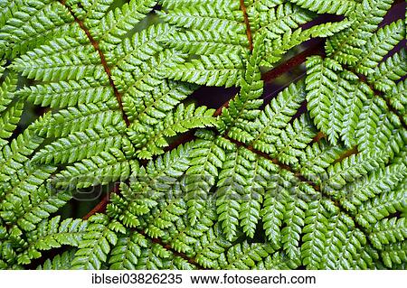 Stock Photography - "Fern, Guandera, Northern Ecuador, Ecuador, South America". Fotosearch