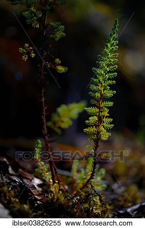 "Fern, Guandera, Northern Ecuador, Ecuador, South America" View Large Photo Image Stock Photography - "Fern, Guandera, Northern Ecuador, Ecuador, South America". Fotosearch