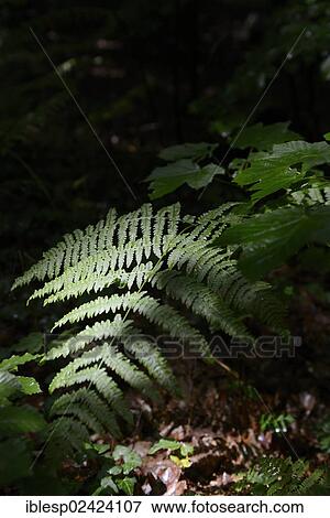 Fern (Polypodiopsida), Ruegen Island, Mecklenburg-Western Pomerania, Germany, Europe View Large Photo Image Stock Photo - Fern (Polypodiopsida), Ruegen Island, Mecklenburg-Western Pomerania, Germany, Europe. Fotosearch