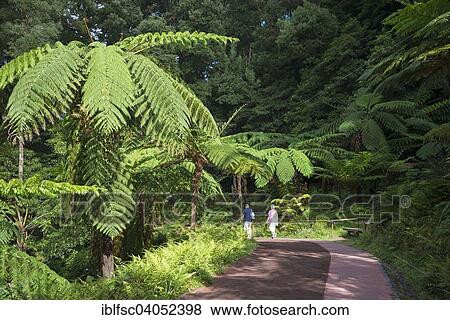 "Fern trees, Caldeira Velha, Sao Miguel, Azores, Portugal, Europe" View Large Photo Image Stock Photo - "Fern trees, Caldeira Velha, Sao Miguel, Azores, Portugal, Europe". Fotosearch