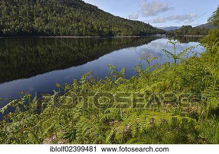 "Ferns growing on the shore of Loch Beinn a Mheadhoin, Glen Affric, Cannich near Inverness, Scotland, United Kingdom, Europe" View Large Photo Image Stock Image - "Ferns growing on the shore of Loch Beinn a Mheadhoin, Glen Affric, Cannich near Inverness, Scotland, United Kingdom, Europe". Fotosearch