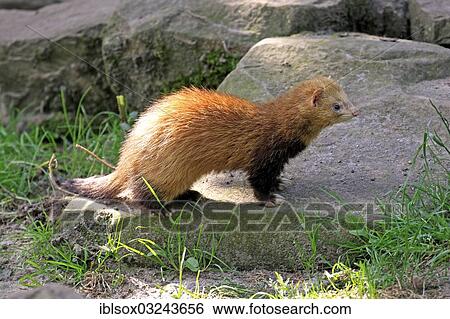 "Ferret (Mustela putorius furo), captive, adult, Cleebronn, Baden-Wurttemberg, Germany, Europe" View Large Photo Image Stock Photograph - "Ferret (Mustela putorius furo), captive, adult, Cleebronn, Baden-Wurttemberg, Germany, Europe". Fotosearch