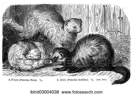 Stock Photo - "Ferrets (Putorius furo) and Polecat (Putorius foetidus), illustration from Meyers Konversations-Lexikon encyclopedia, 1897". Fotosearch