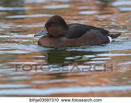 "Ferruginous Duck or Ferruginous Pochard (Aythya nyroca), Texel, West Frisian Islands, province of North Holland, The Netherlands, Europe" View Large Photo Image Stock Image - "Ferruginous Duck or Ferruginous Pochard (Aythya nyroca), Texel, West Frisian Islands, province of North Holland, The Netherlands, Europe". Fotosearch