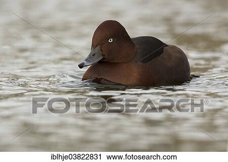 Stock Image - "Ferruginous Duck or Ferruginous Pochard (Aythya nyroca), Texel, North Holland, Netherlands". Fotosearch