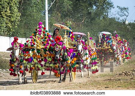 "Festively decorated oxen carts, Sagaing, Sagaing Region, Myanmar, Asia" View Large Photo Image Stock Photo - "Festively decorated oxen carts, Sagaing, Sagaing Region, Myanmar, Asia". Fotosearch