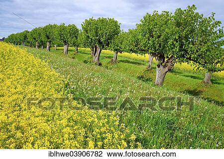 "Festonallee, a tree-lined avenue accessing Schloss Bothmer Castle, natural monument, Dutch Linden curved like archways, yellow field of rape and a meadow lining the narrow path, Klutz, Mecklenburg-Western Pomerania, Germany, Europe" View Large Photo Image Stock Image - "Festonallee, a tree-lined avenue accessing Schloss Bothmer Castle, natural monument, Dutch Linden curved like archways, yellow field of rape and a meadow lining the narrow path, Klutz, Mecklenburg-Western Pomerania, Germany, Europe". Fotosearch