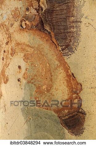 "Fever Tree (Vachellia xanthophloea), detail of bark, Kruger National Park, South Africa, Africa" View Large Photo Image Picture - "Fever Tree (Vachellia xanthophloea), detail of bark, Kruger National Park, South Africa, Africa". Fotosearch