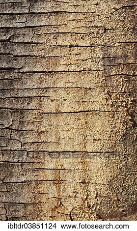 "Fever Tree (Vachellia xanthophloea), detail of bark, Kruger National Park, South Africa, Africa" View Large Photo Image Picture - "Fever Tree (Vachellia xanthophloea), detail of bark, Kruger National Park, South Africa, Africa". Fotosearch