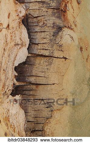 "Fever Tree (Vachellia xanthophloea), detail of bark, Kruger National Park, South Africa, Africa" View Large Photo Image Stock Image - "Fever Tree (Vachellia xanthophloea), detail of bark, Kruger National Park, South Africa, Africa". Fotosearch