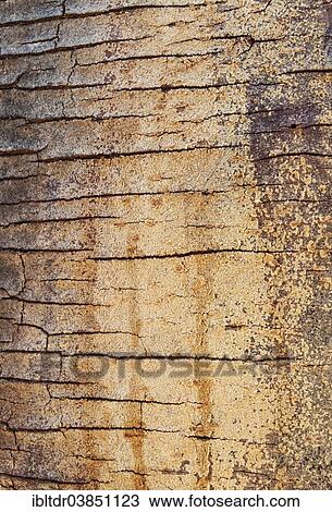 Stock Image - "Fever Tree (Vachellia xanthophloea), detail of bark, Kruger National Park, South Africa, Africa". Fotosearch
