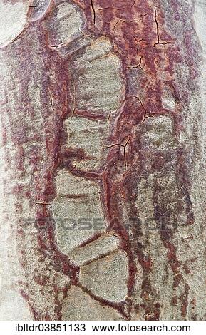 Stock Image - "Fever Tree (Vachellia xanthophloea), detail of bark, Kruger National Park, South Africa, Africa". Fotosearch