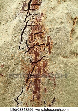 "Fever Tree (Vachellia xanthophloea), detail of bark, Kruger National Park, South Africa, Africa" View Large Photo Image Stock Photograph - "Fever Tree (Vachellia xanthophloea), detail of bark, Kruger National Park, South Africa, Africa". Fotosearch
