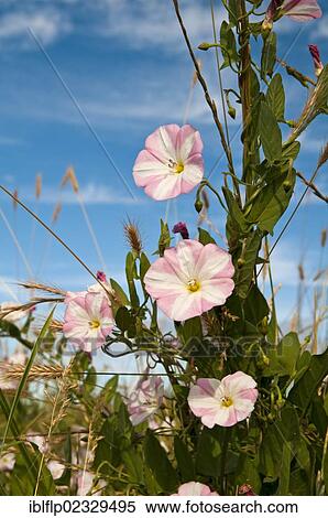 Stock Photography - "Field Bindweed (Convolvulus arvensis) flowering, twining around grasses, Crossness Nature Reserve, Bexley, Kent, England, United Kingdom, Europe". Fotosearch