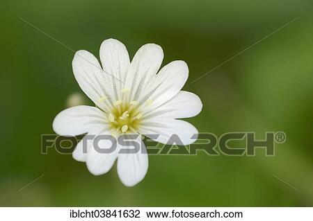 "Field Chickweed (Cerastium arvense), flower, North Rhine-Westphalia, Germany, Europe" View Large Photo Image Stock Image - "Field Chickweed (Cerastium arvense), flower, North Rhine-Westphalia, Germany, Europe". Fotosearch