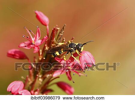 "Field Digger Wasp (Mellinus arvensis) on Red Bistort (Polygonum amplexicaule), North Rhine-Westphalia, Germany, Europe" View Large Photo Image Stock Photo - "Field Digger Wasp (Mellinus arvensis) on Red Bistort (Polygonum amplexicaule), North Rhine-Westphalia, Germany, Europe". Fotosearch