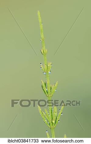 "Field Horsetail (Equisetum arvense) covered with dew drops, North Rhine-Westphalia, Germany, Europe" View Large Photo Image Stock Image - "Field Horsetail (Equisetum arvense) covered with dew drops, North Rhine-Westphalia, Germany, Europe". Fotosearch