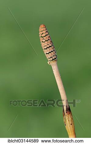 "Field Horsetail or Common Horsetail (Equisetum arvense), spore spike, North Rhine-Westphalia, Germany, Europe" View Large Photo Image Stock Photo - "Field Horsetail or Common Horsetail (Equisetum arvense), spore spike, North Rhine-Westphalia, Germany, Europe". Fotosearch