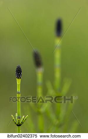 "Field Horsetail or Oblivion Horsetail (Equisetum arvense), Shetland Islands, Scotland, United Kingdom, Europe" View Large Photo Image Stock Photography - "Field Horsetail or Oblivion Horsetail (Equisetum arvense), Shetland Islands, Scotland, United Kingdom, Europe". Fotosearch