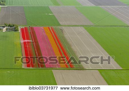 "Field irrigation, tulip fields, aerial view, Zeewolde, Flevoland, The Netherlands, Europe" View Large Photo Image Stock Photo - "Field irrigation, tulip fields, aerial view, Zeewolde, Flevoland, The Netherlands, Europe". Fotosearch