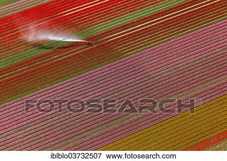 "Field irrigation, tulip fields, aerial view, Zeewolde, Flevoland, The Netherlands, Europe" View Large Photo Image Stock Photo - "Field irrigation, tulip fields, aerial view, Zeewolde, Flevoland, The Netherlands, Europe". Fotosearch